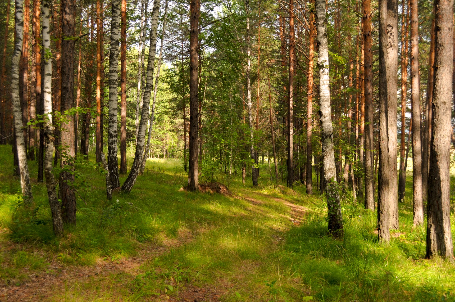 forest pine trees trail free photo