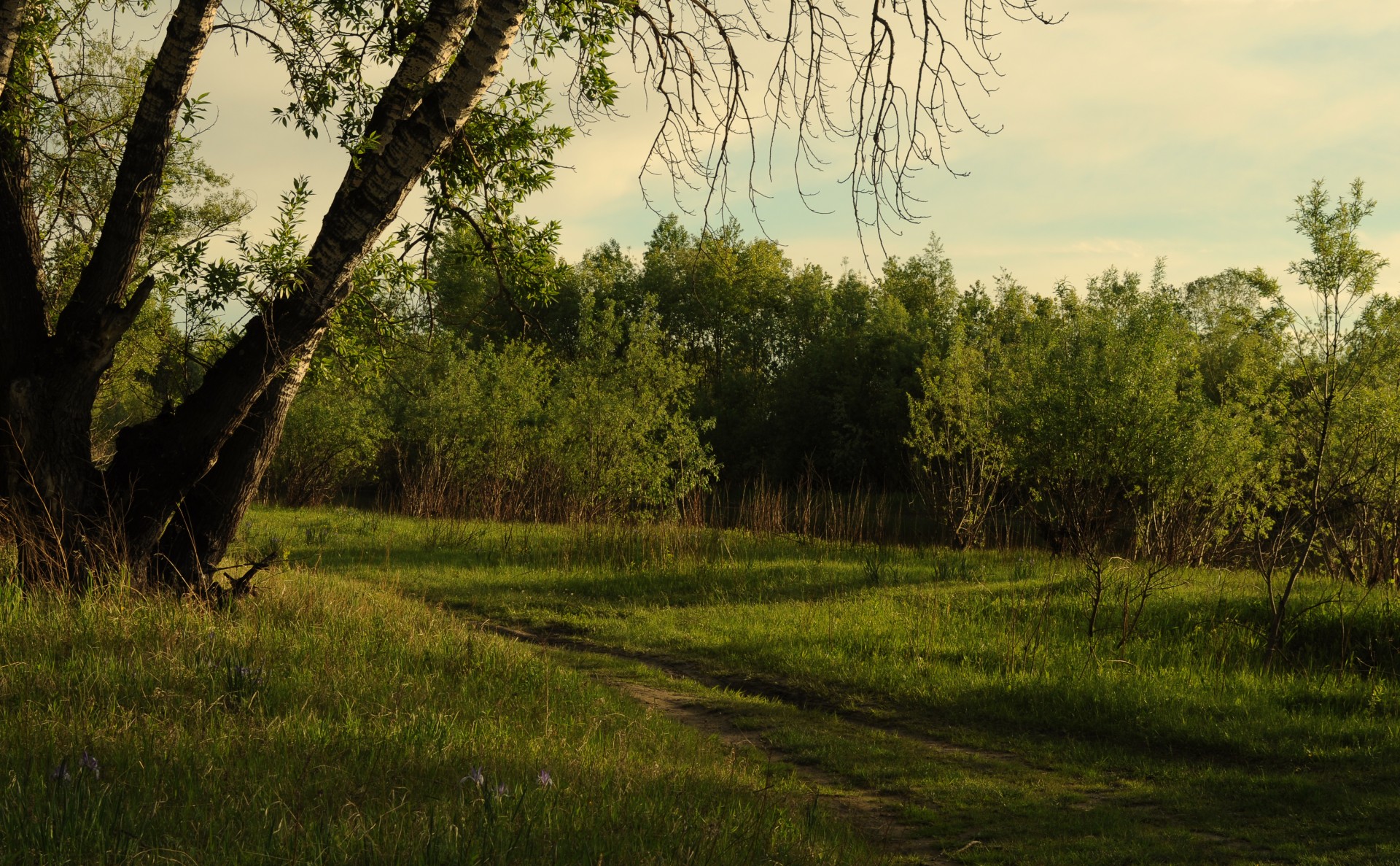 forest nature evening free photo