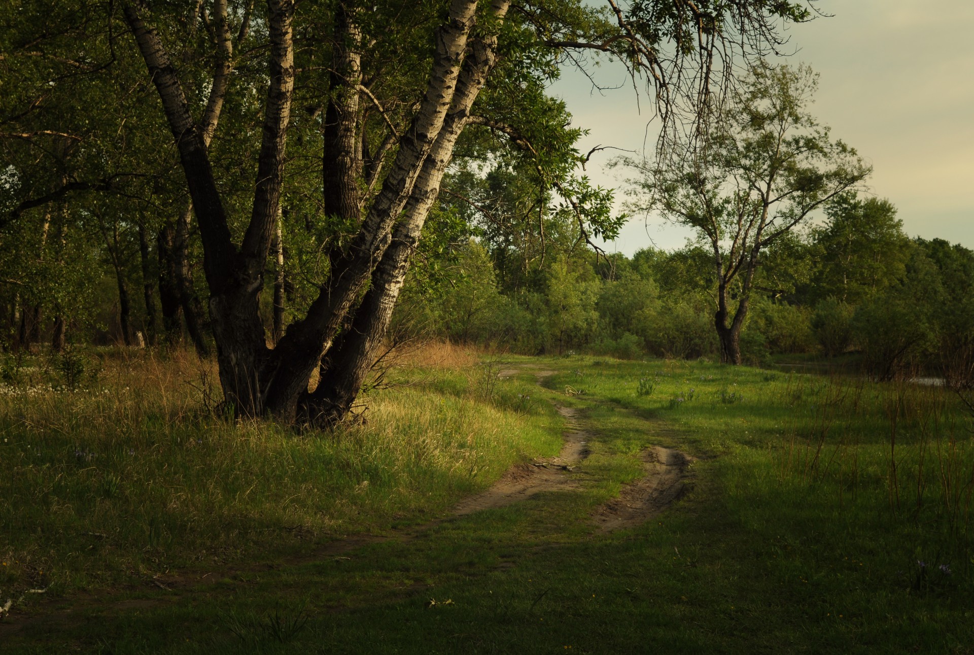 forest nature evening free photo