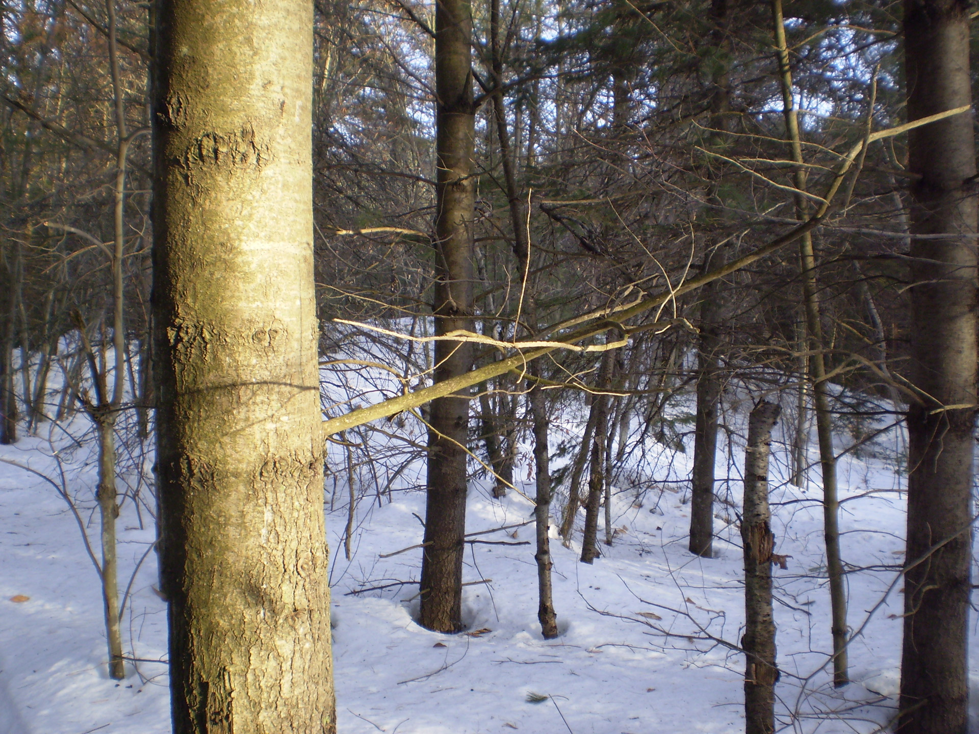 sunny winter forest free photo