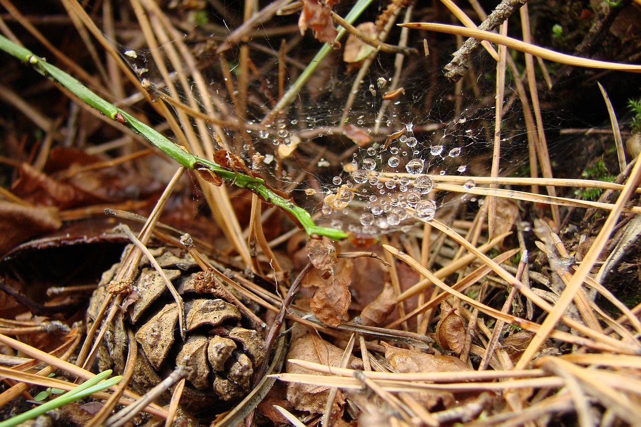 forest litter drops spider web free photo
