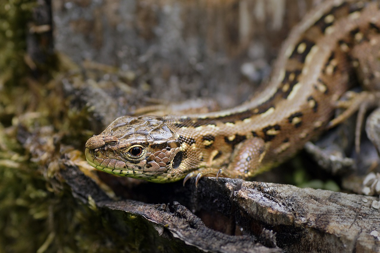 forest lizard lizard reptile free photo