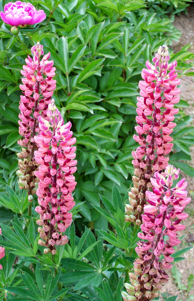 forest lupin  pink flower  garden free photo