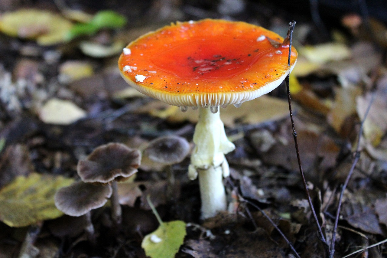 forest mushroom mushroom toxic free photo