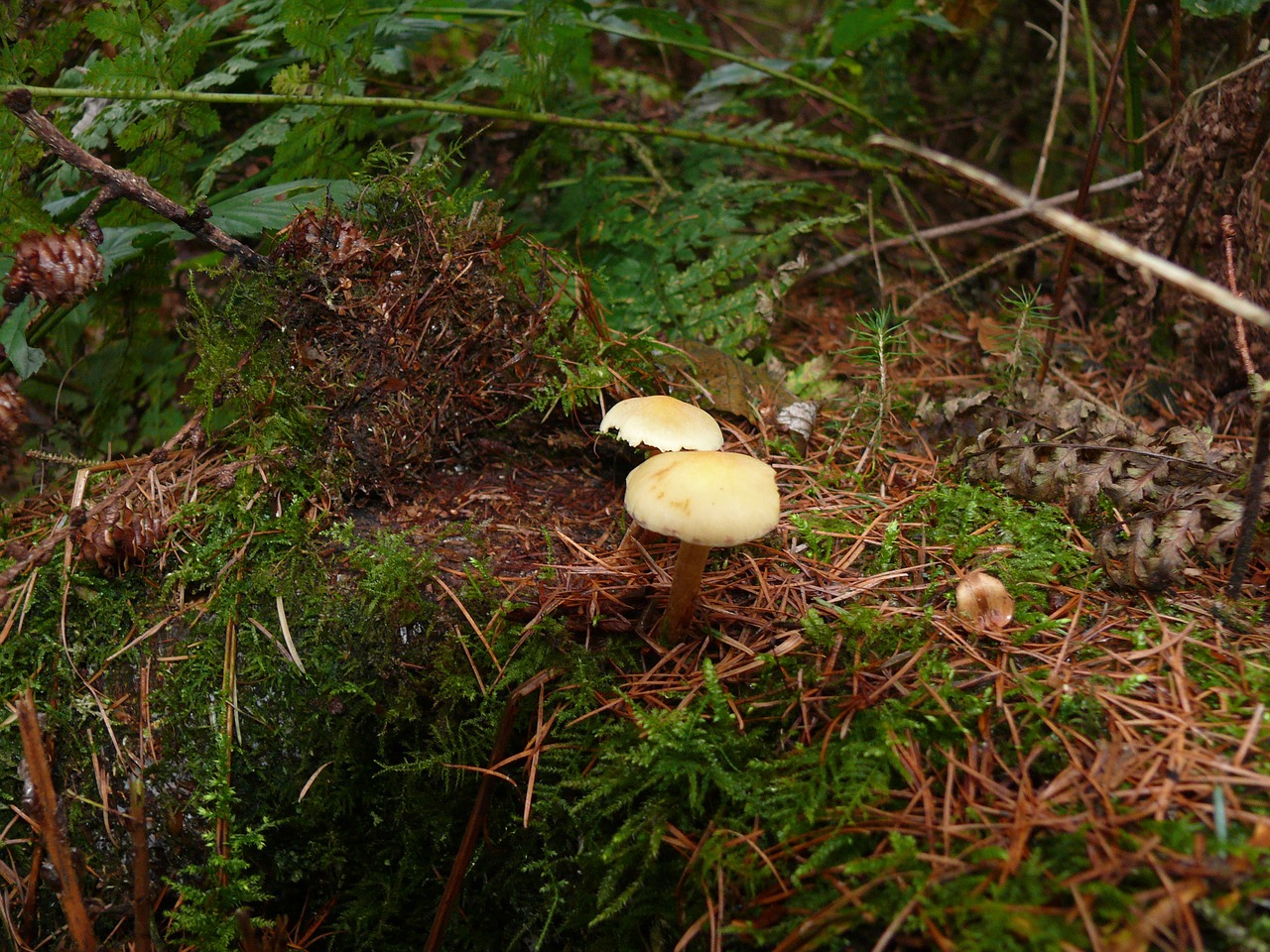 forest mushroom mushroom forest floor free photo