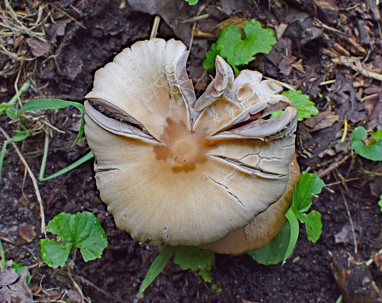 forest mushroom mushroom fungi free photo