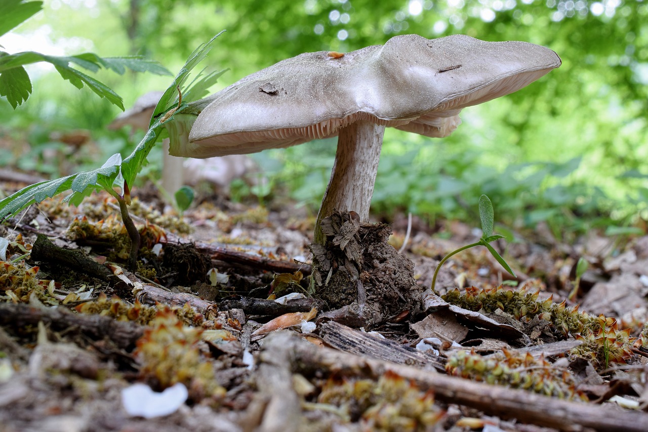 forest mushroom  mushroom  forest floor free photo