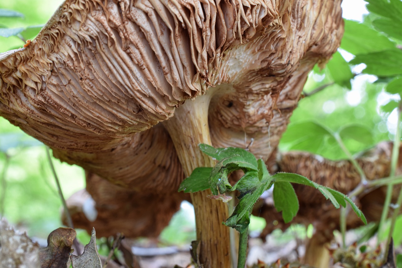 forest mushroom  mushroom  forest floor free photo