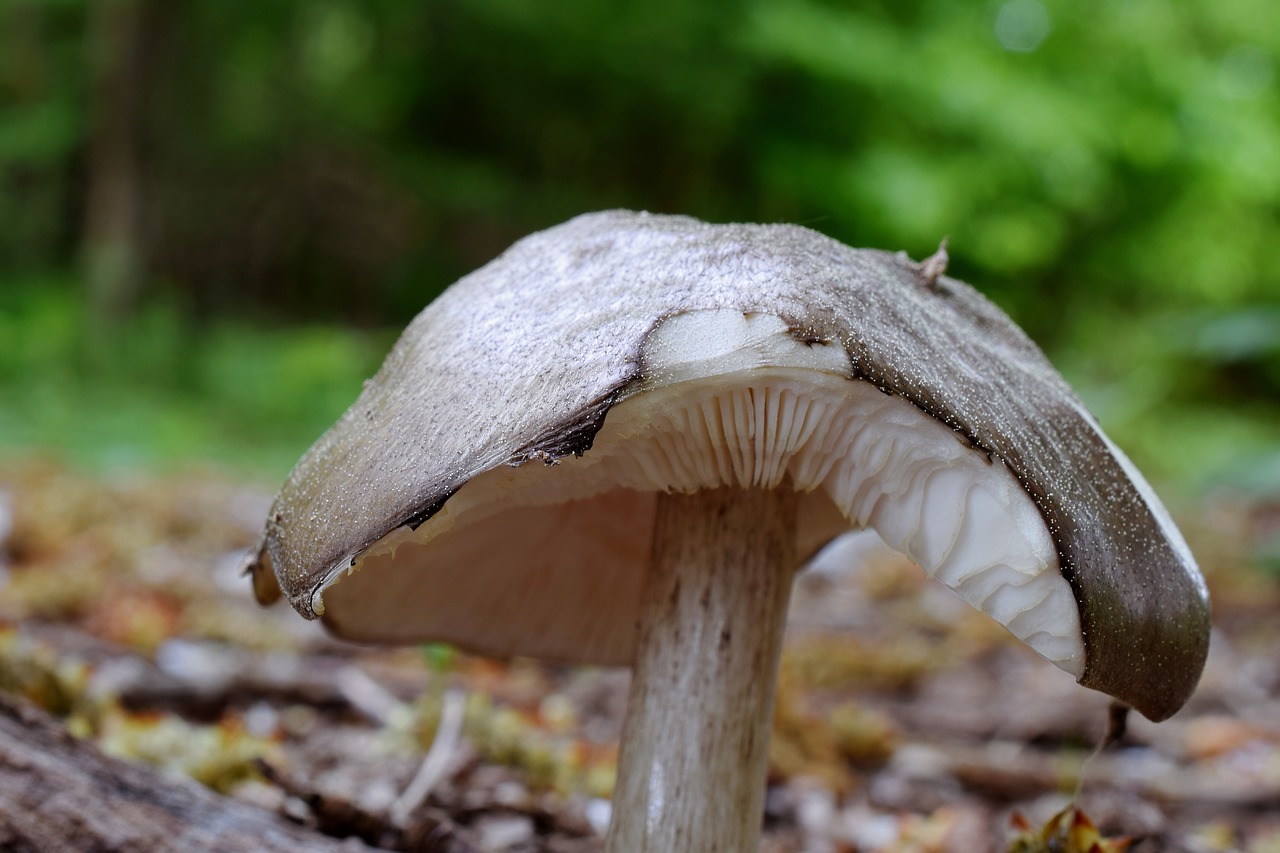 forest mushroom  mushroom  forest floor free photo