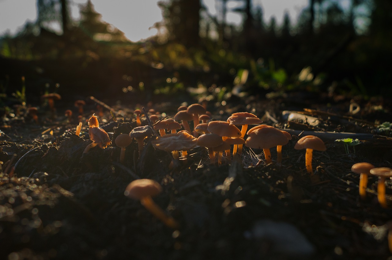 forest mushroom  backlighting  translucent free photo