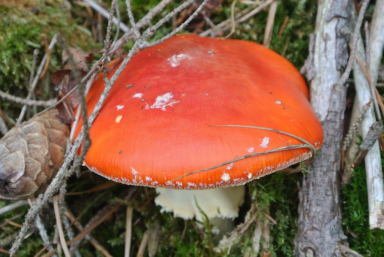 forest mushroom  red  autumn free photo