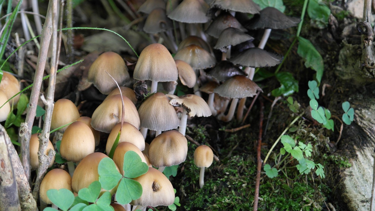 forest mushrooms mushrooms forest floor free photo