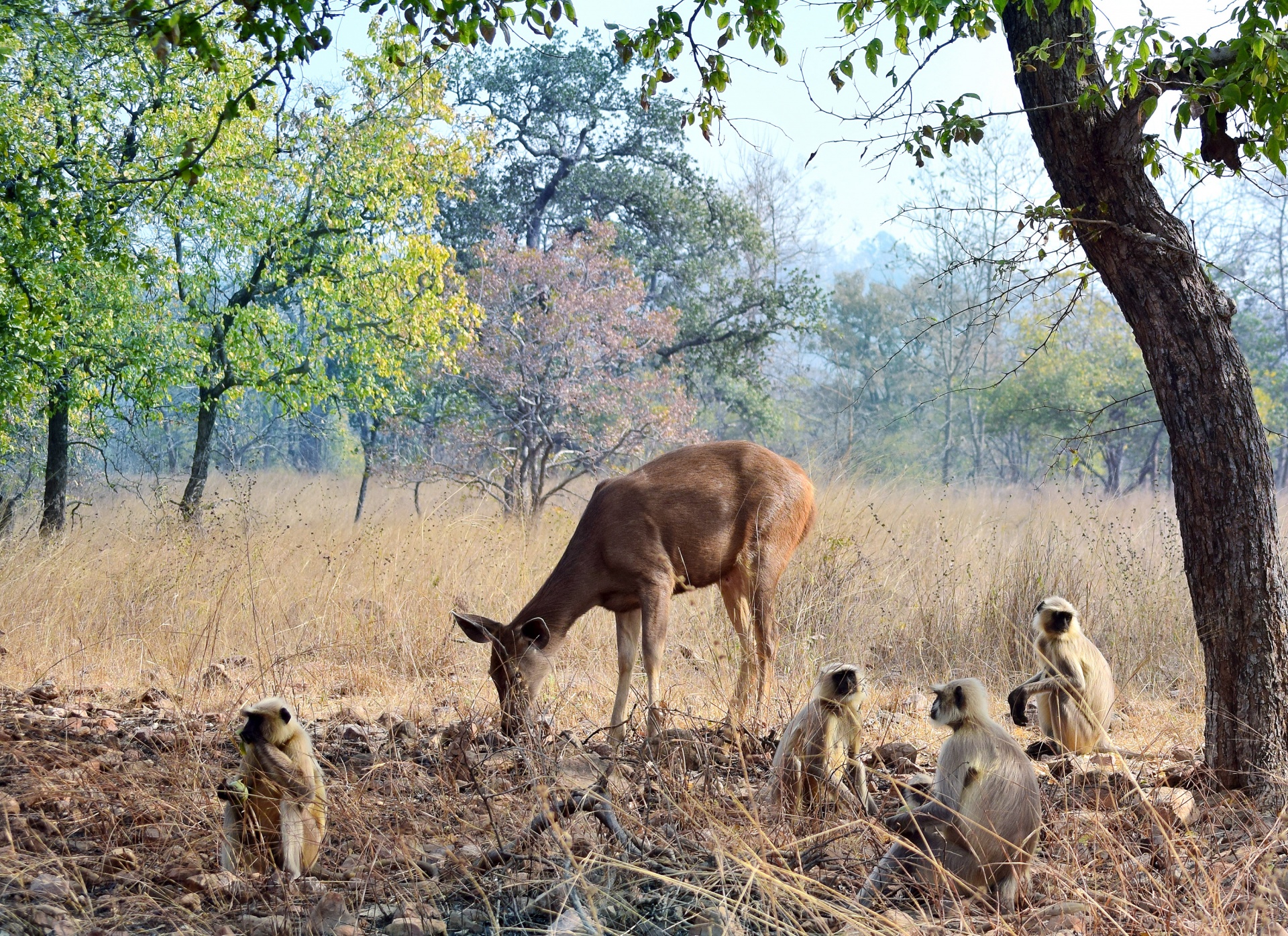 monkey deer animal free photo