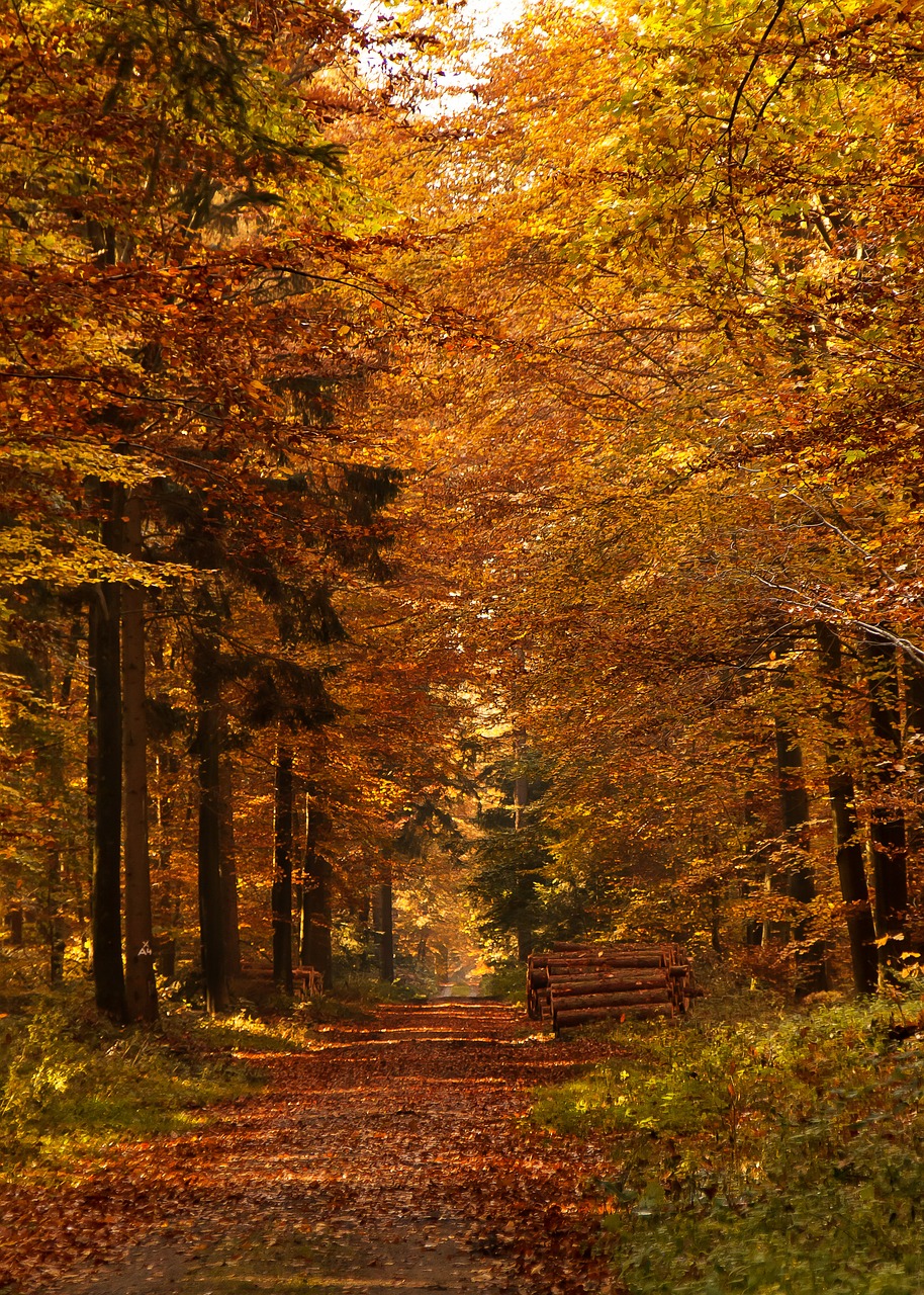 forest path autumn fall leaves free photo