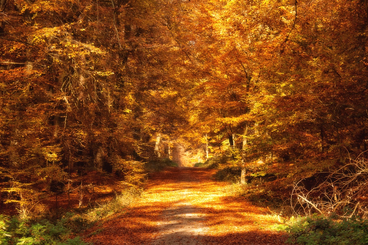 forest path autumn fall leaves free photo
