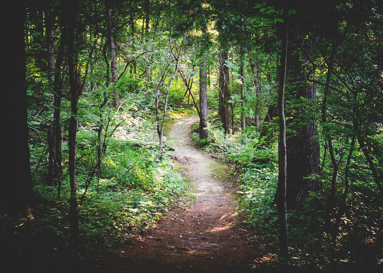 forest path forest nature free photo