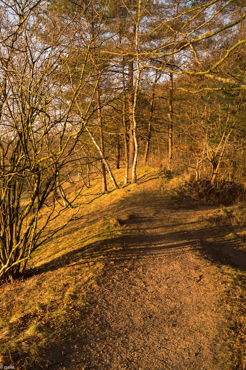 forest path sun forest free photo