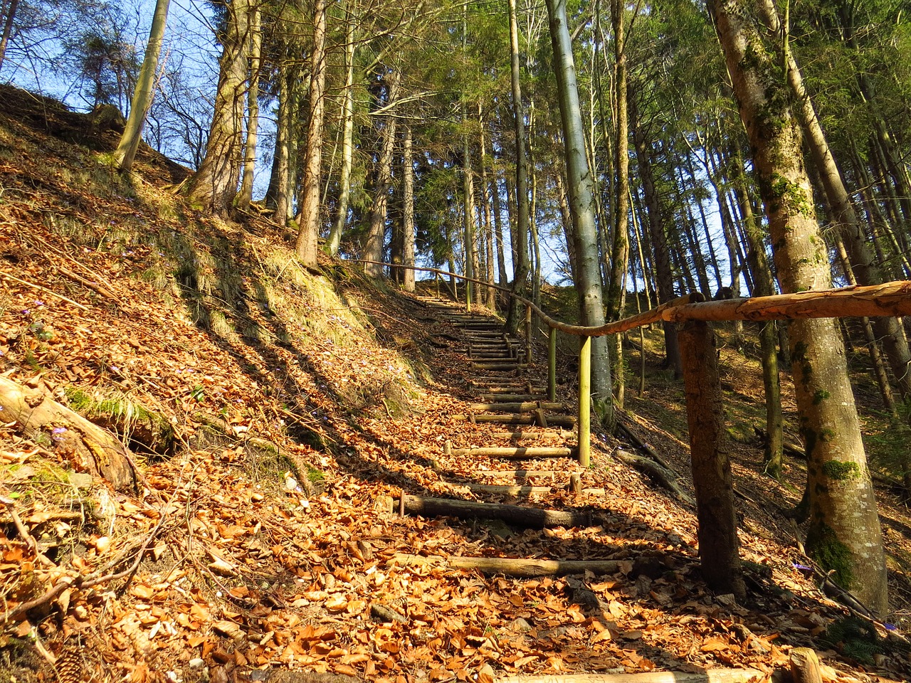 forest path forest leaves free photo