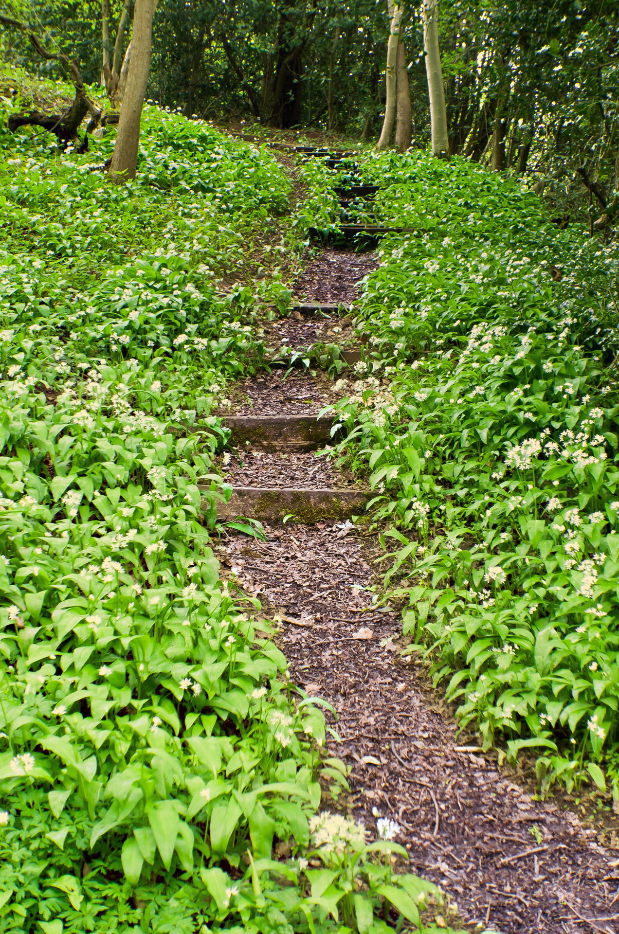 forest path nature free photo