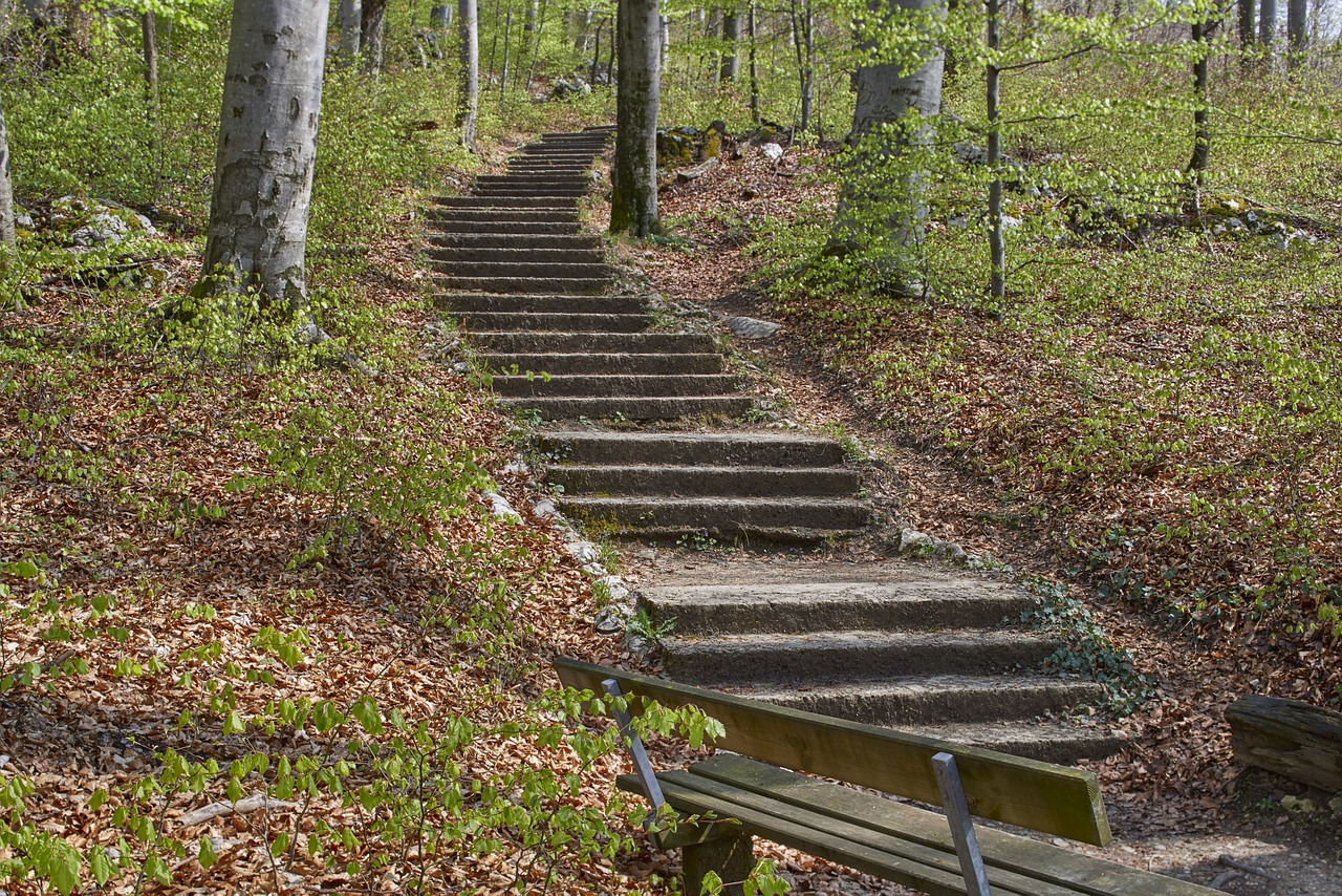 forest path stairs forest nature free photo