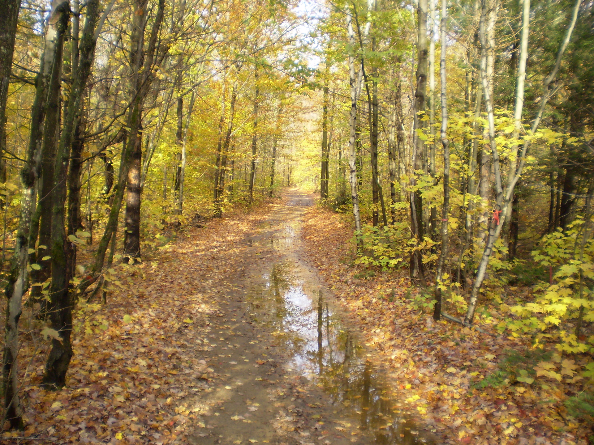 forest path autumn free photo