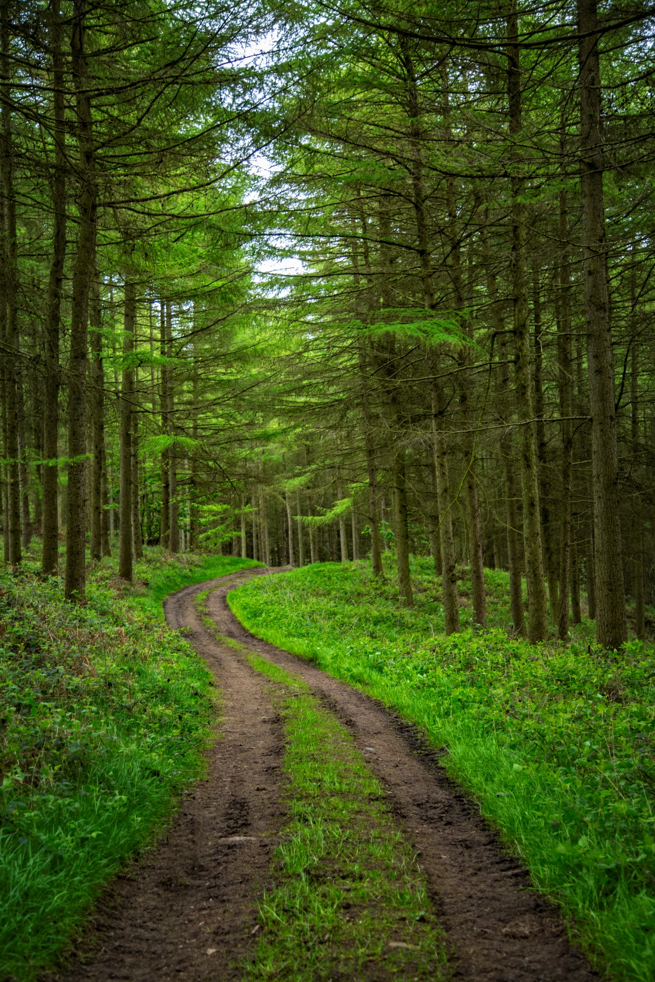 path forest green free photo