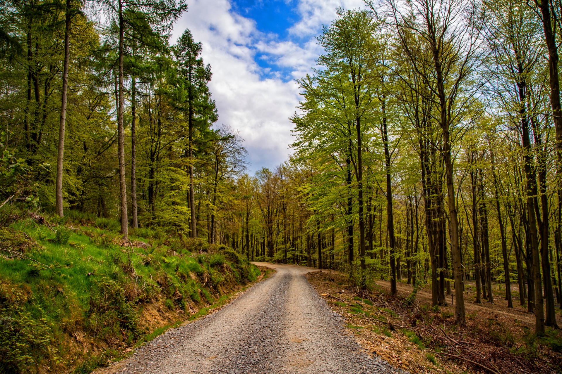 path forest green free photo