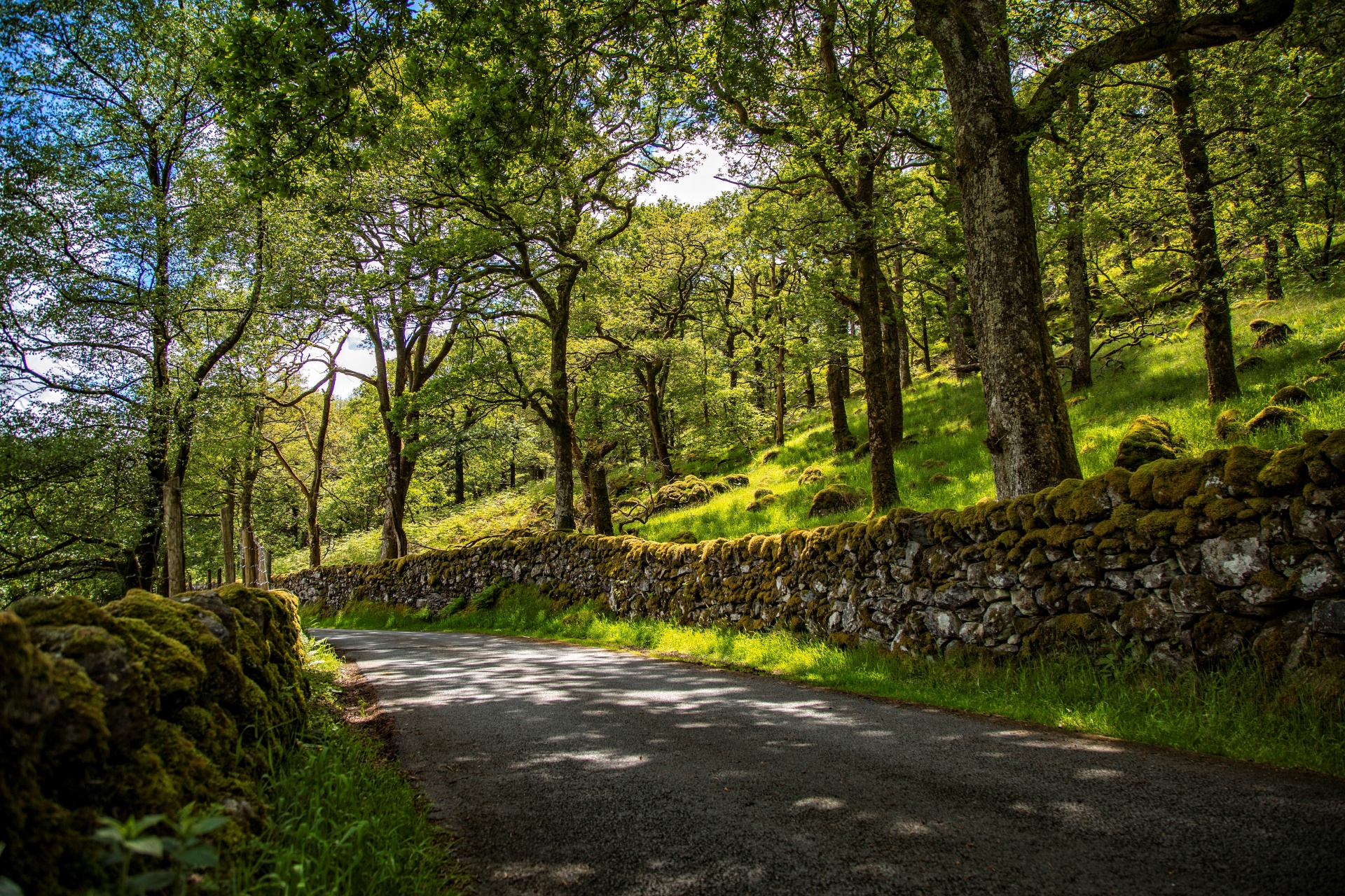 forest tree pathway free photo