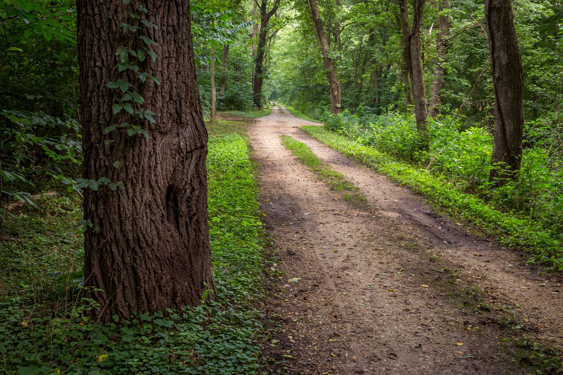 nature landscape forest free photo