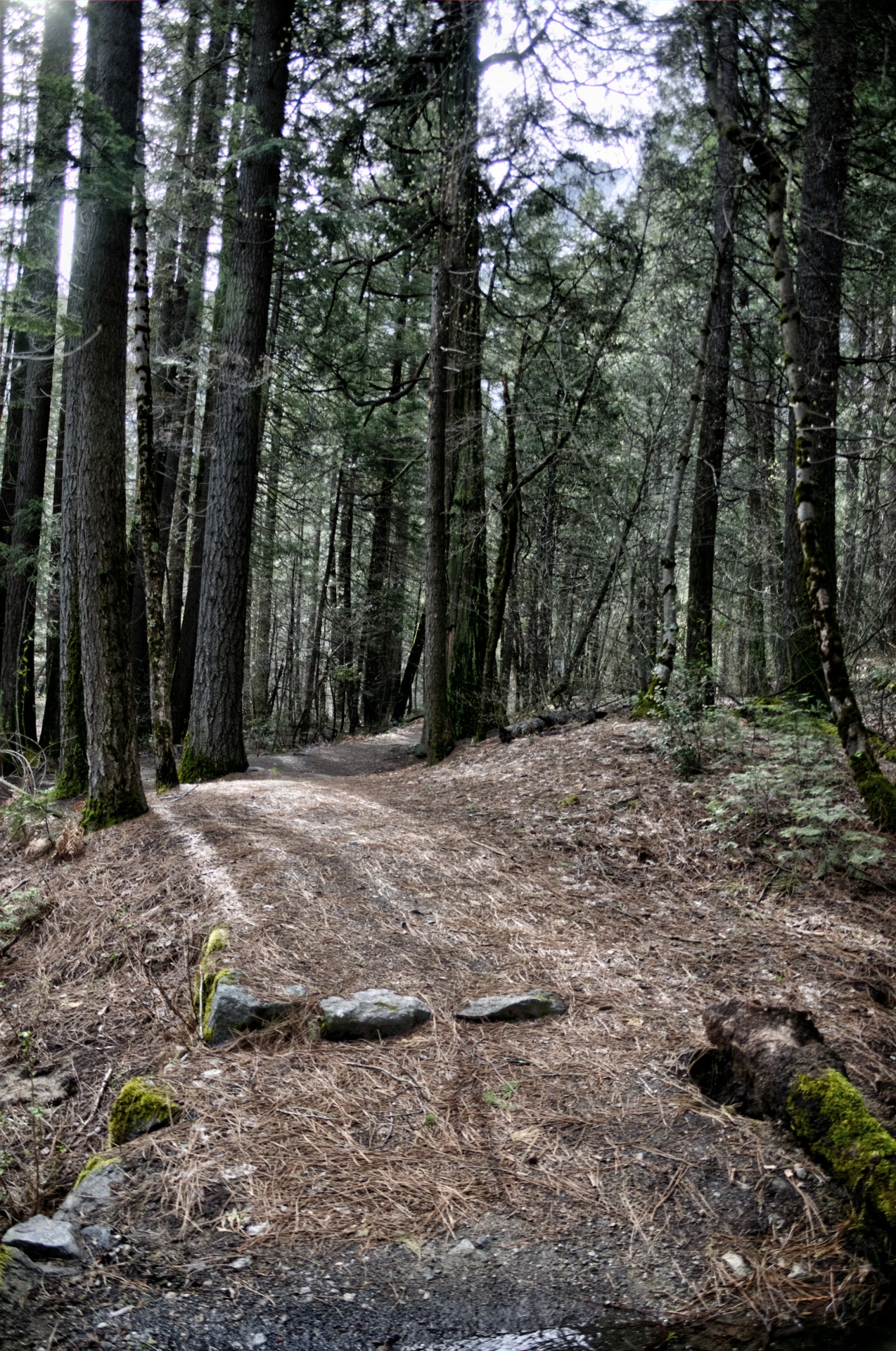 path paths dirt path free photo