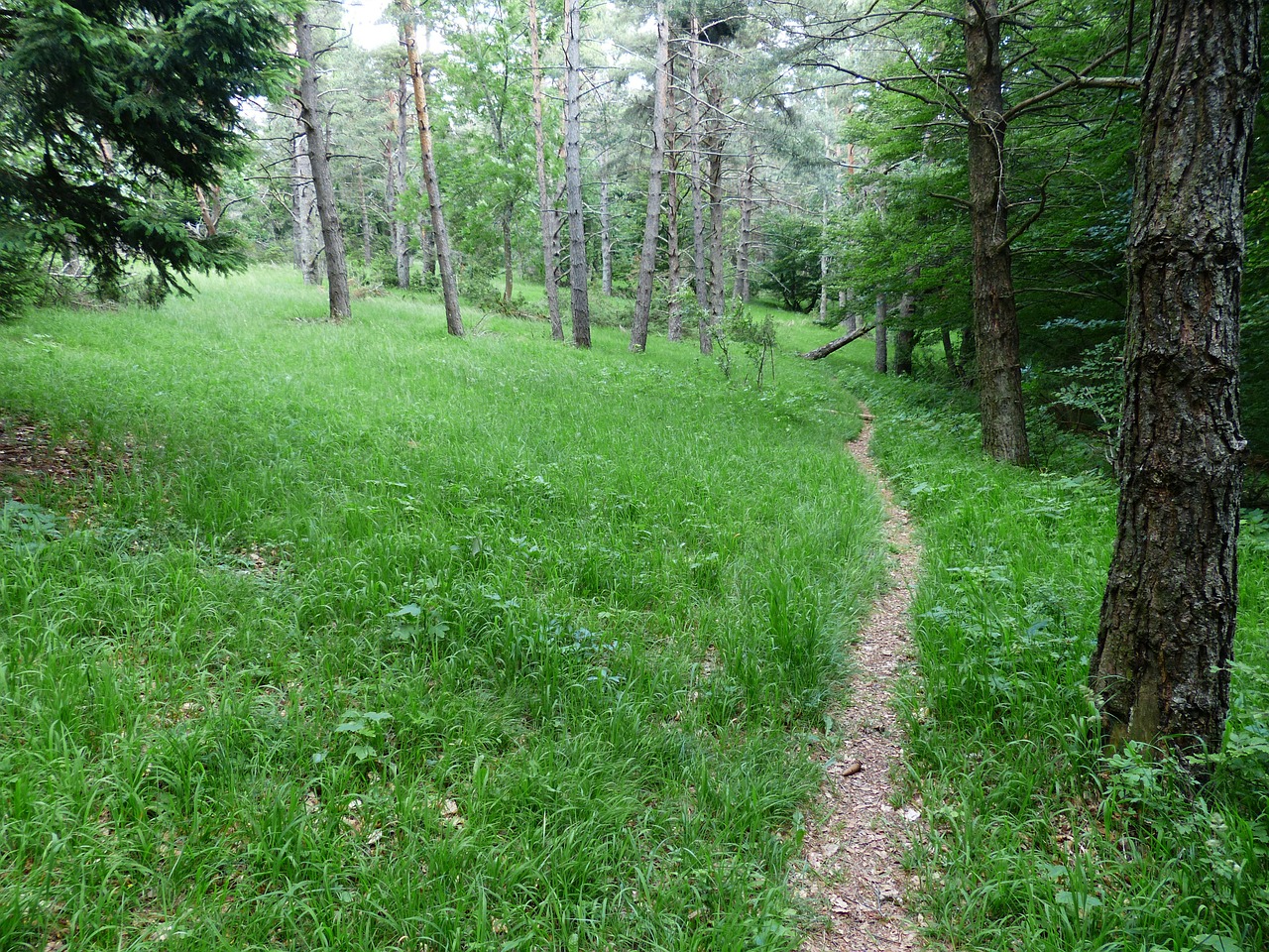 forest path trail wegchen free photo