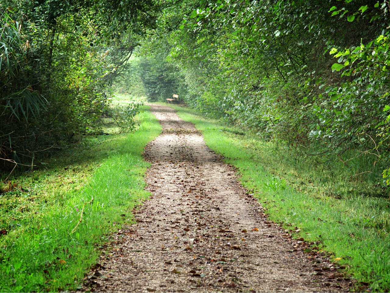 forest path trees forest free photo