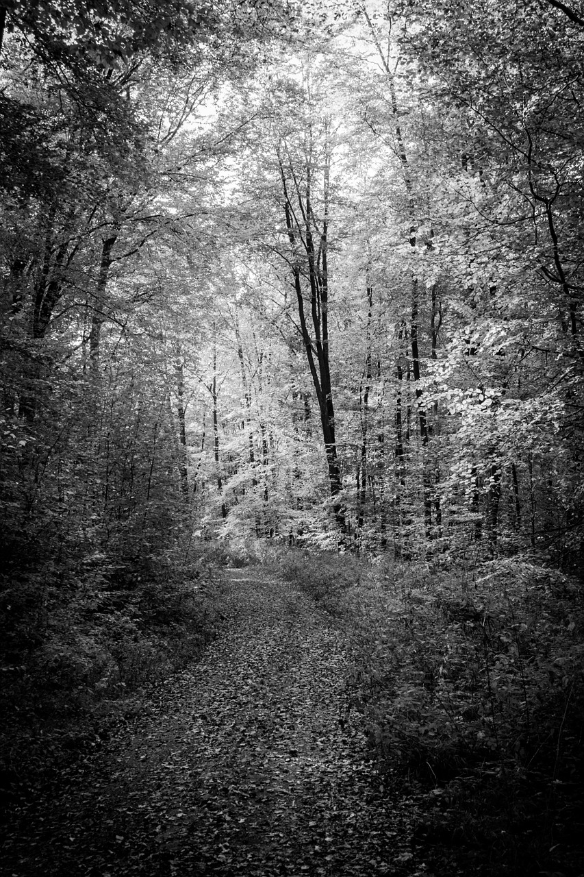 forest path autumn black and white free photo