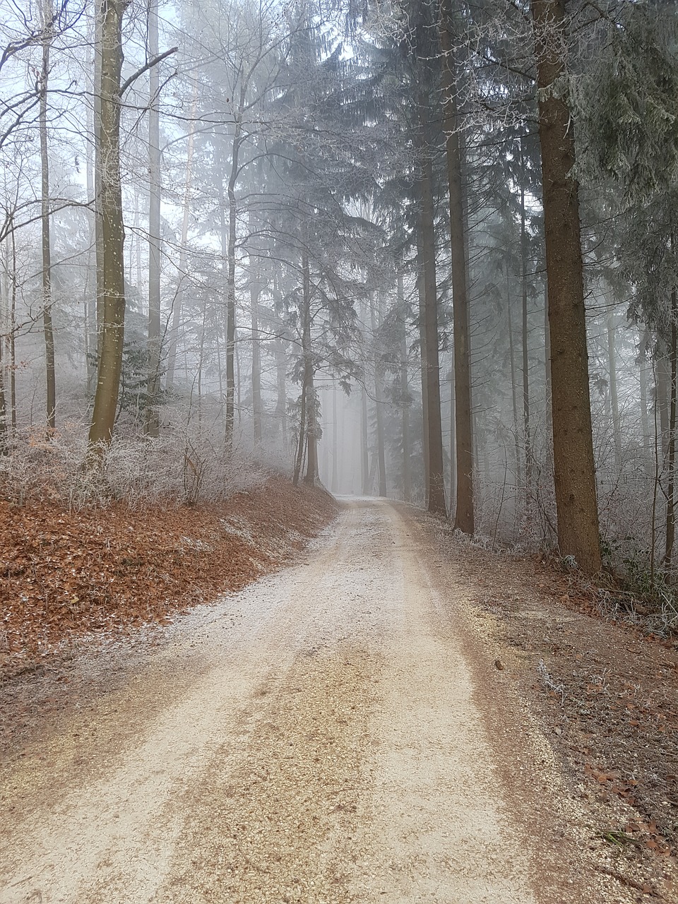 forest path trees forest free photo