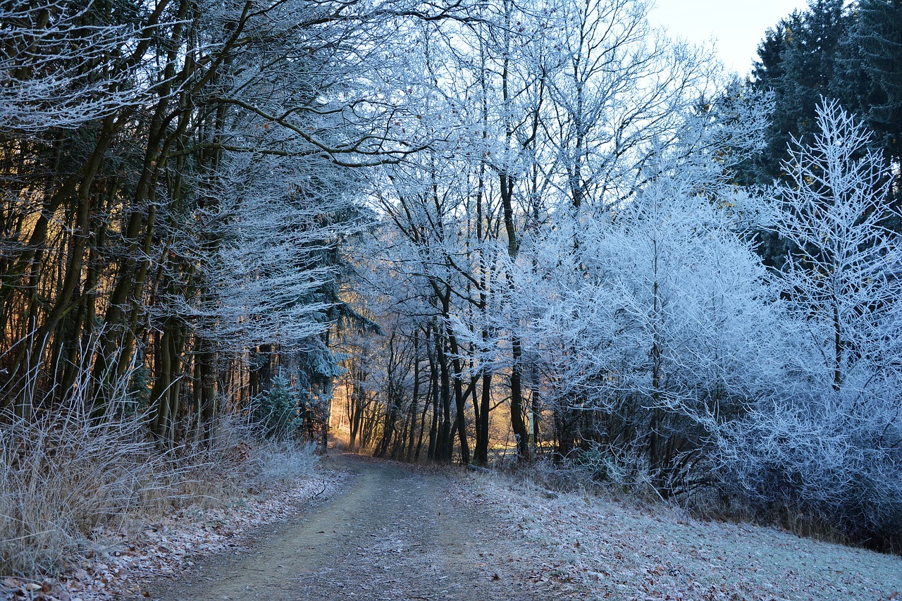 forest path winter hoarfrost free photo