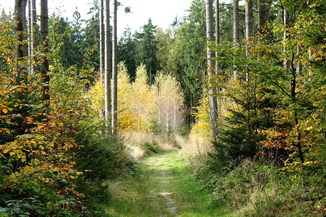 forest path forest trees free photo