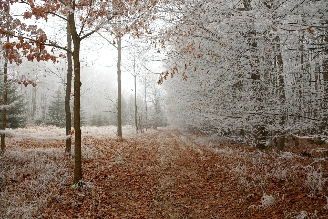 forest path winter forest free photo