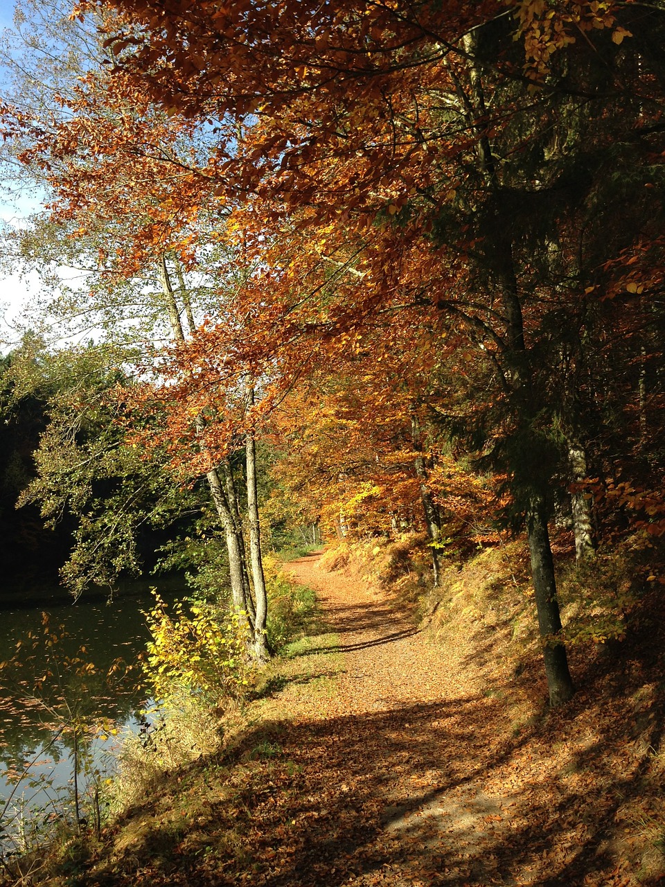 forest path trees sunlight free photo