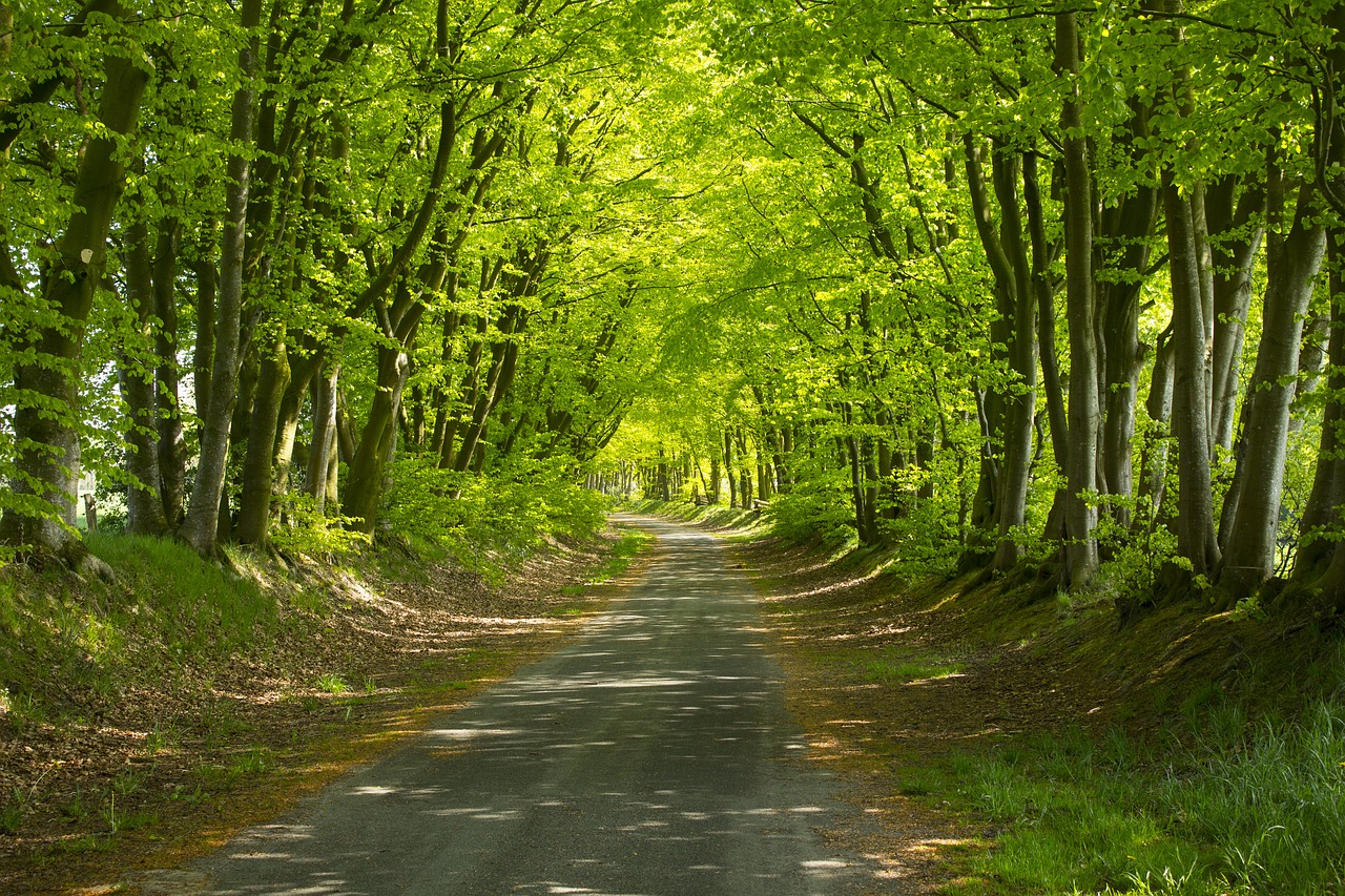 forest path sunshine landscape free photo