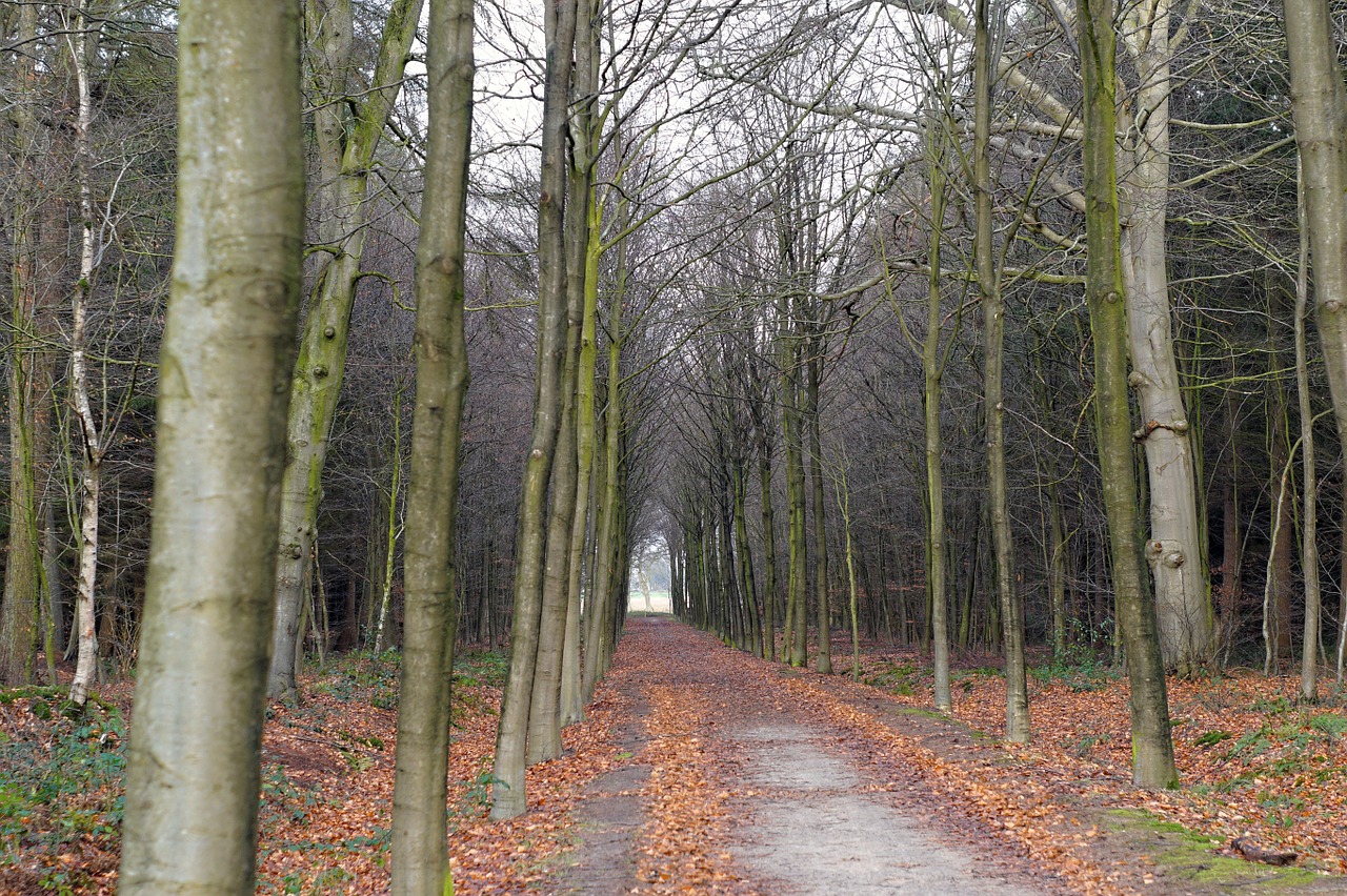 forest path forest trees free photo