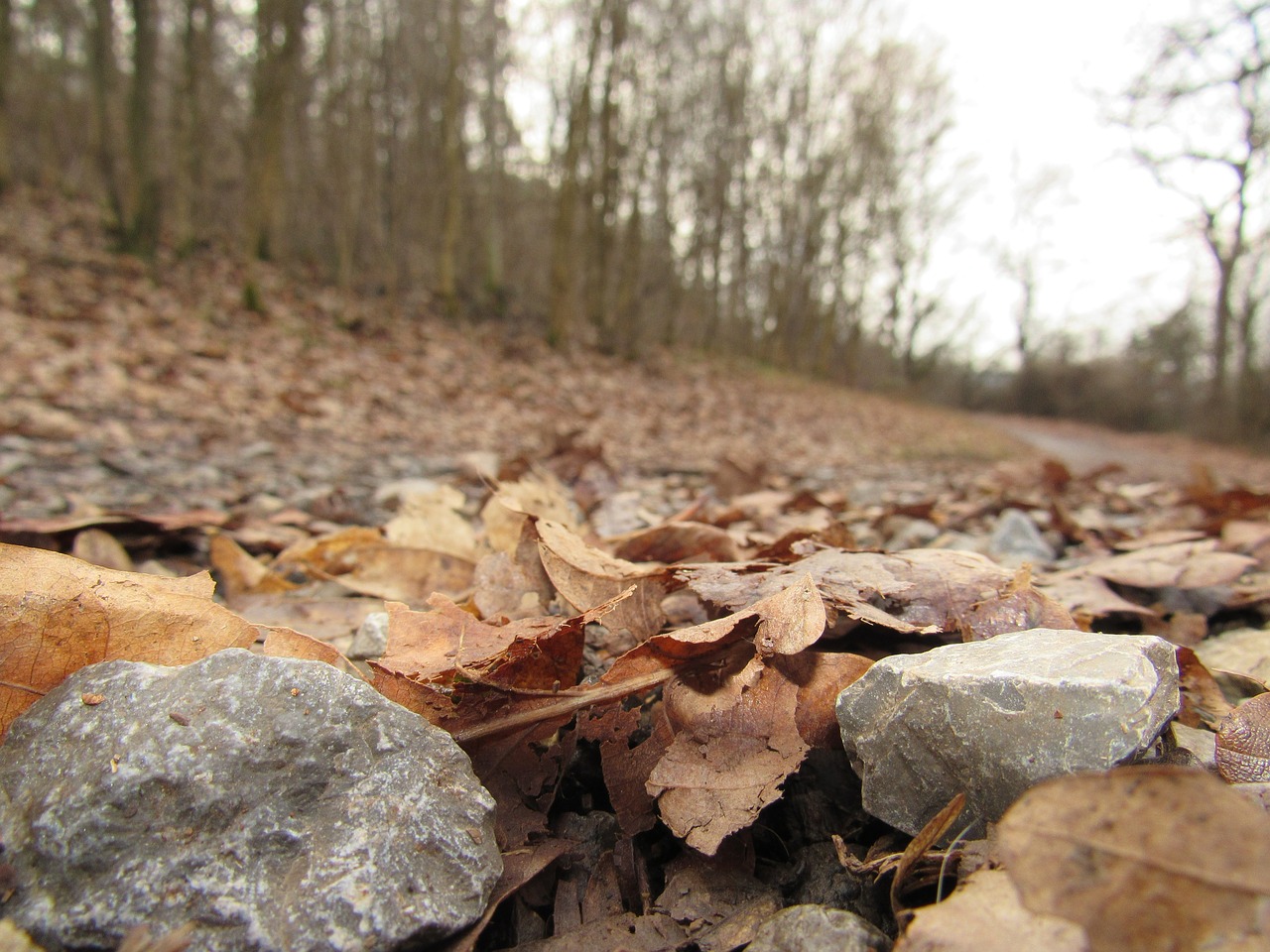 forest path stones forest free photo