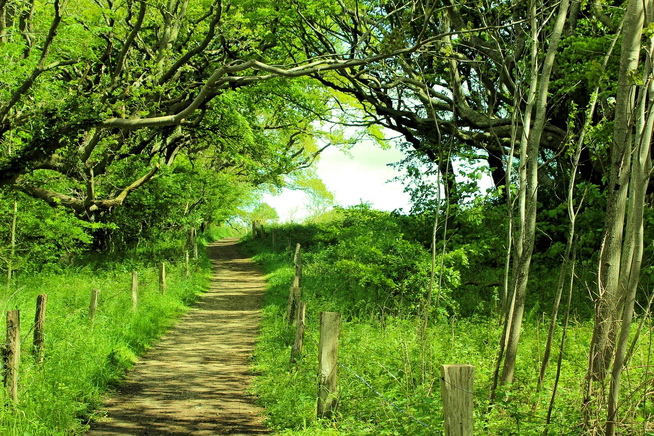 forest path summer green free photo