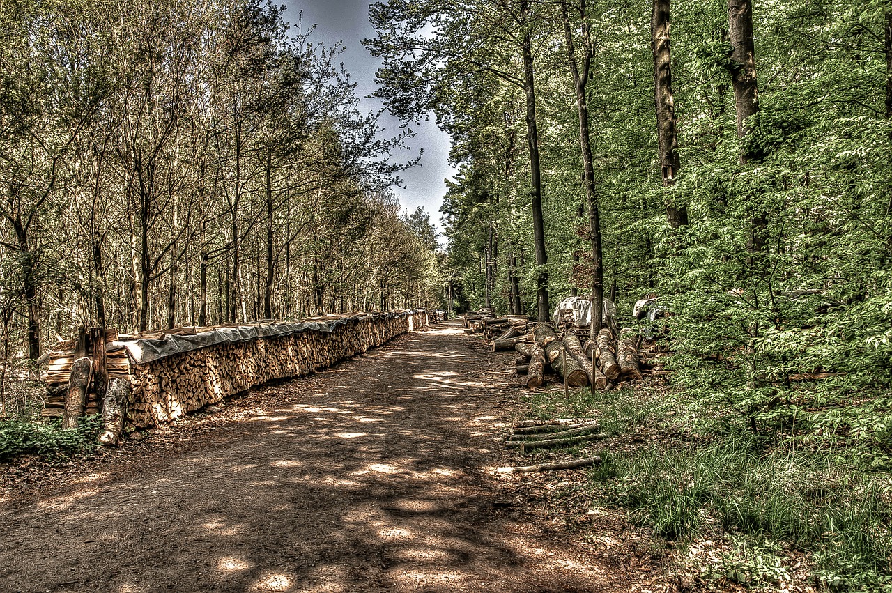 forest path forest holzstapel free photo