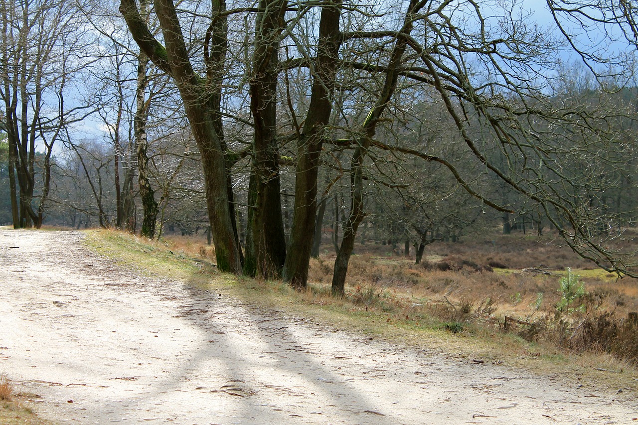 forest path trees autumn free photo