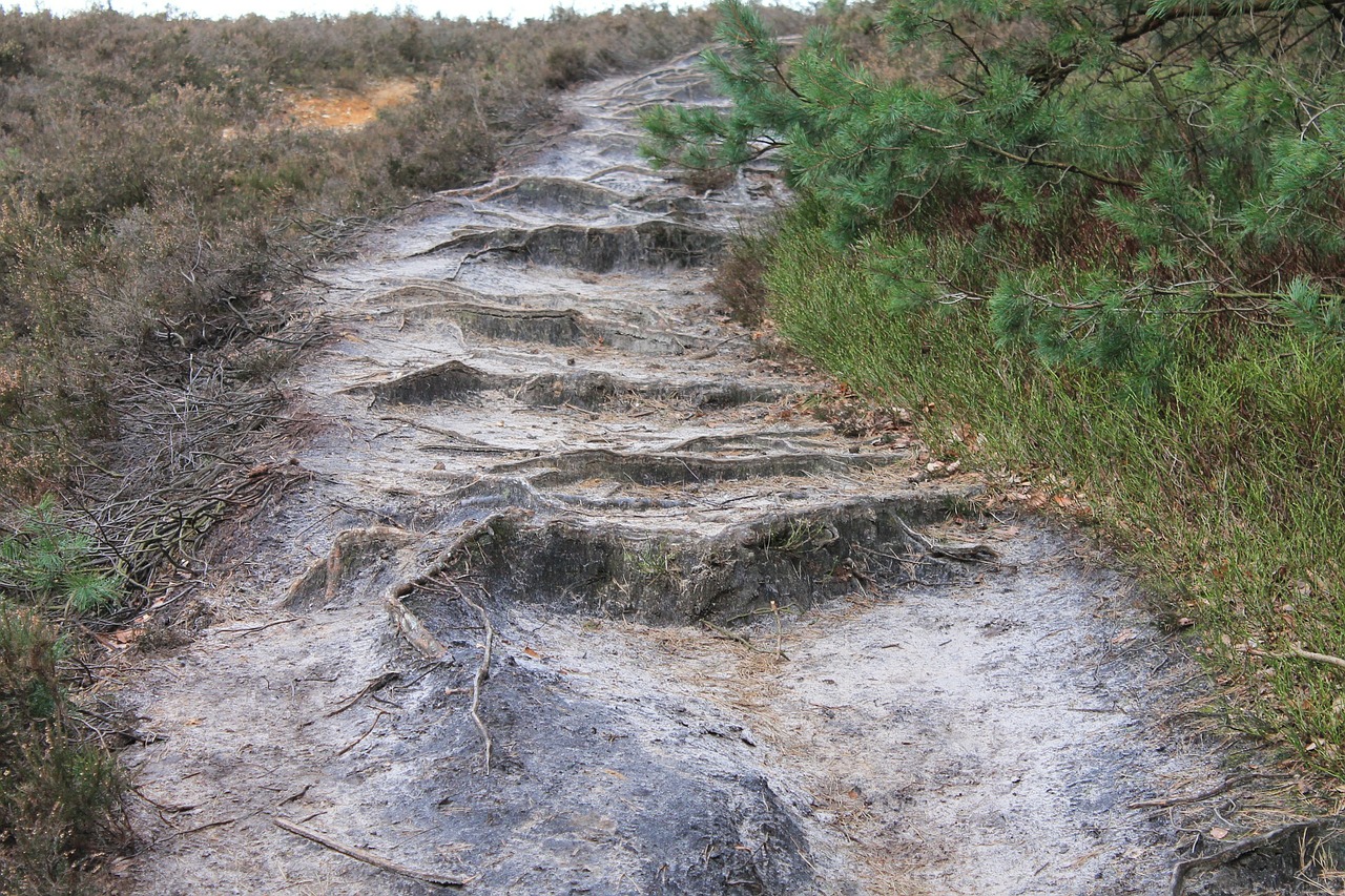 forest path nature tree roots free photo