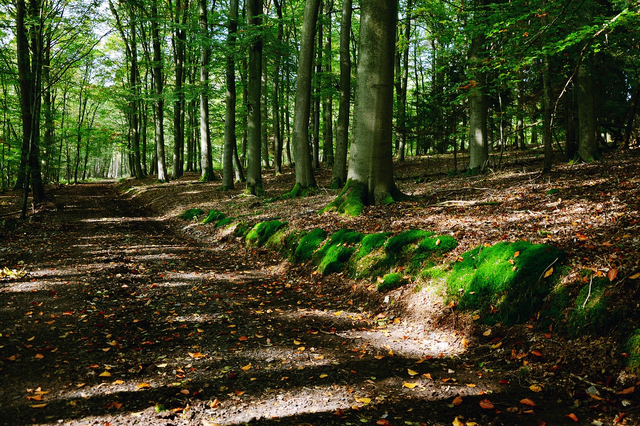 forest path forest trees free photo