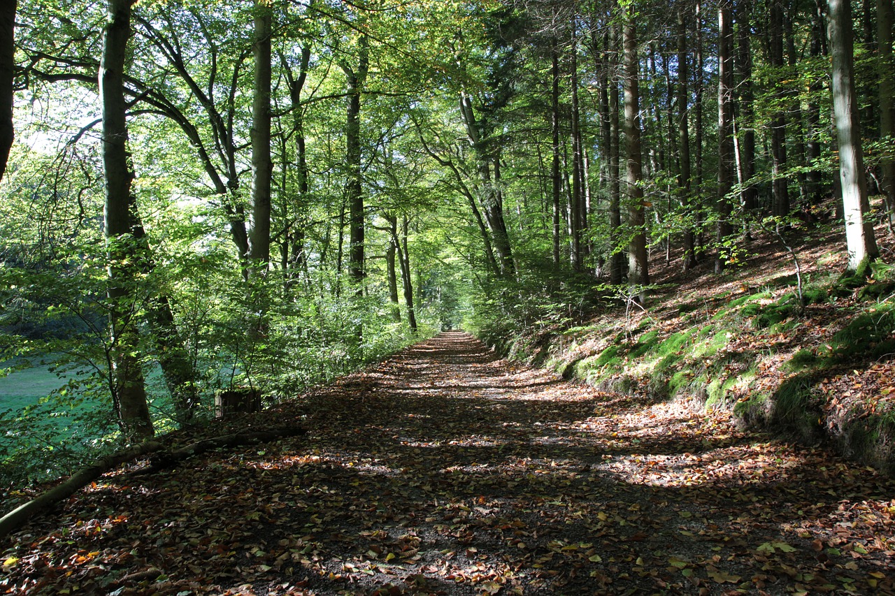 forest path autumn oak free photo