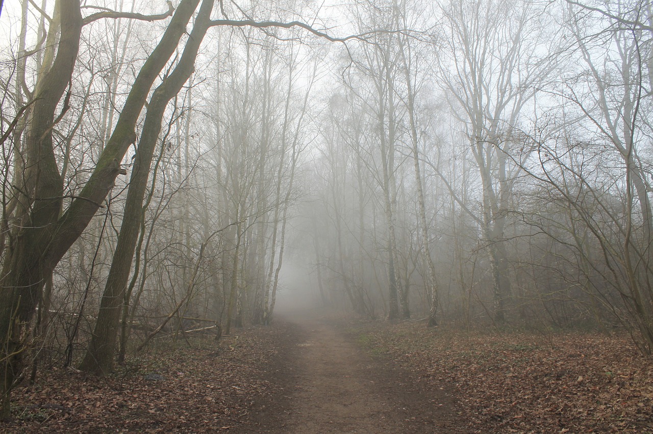 forest path fog trees free photo