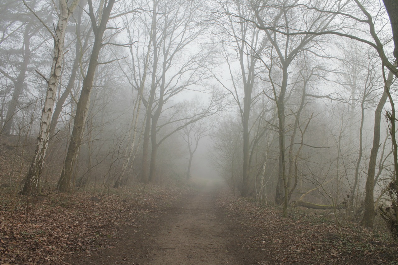 forest path fog trees free photo