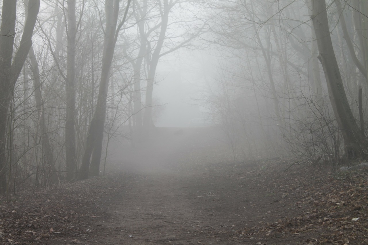 forest path fog trees free photo